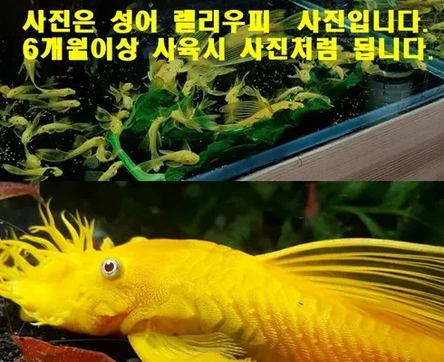 가성비최고 청소물고기 추천상품