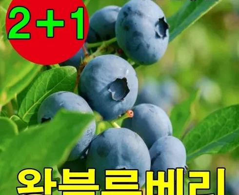 가성비최고 에버그린농원 가격 최저가