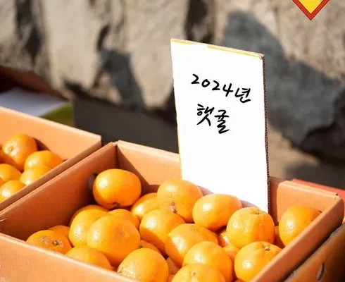 가성비최고 제주 하우스감귤 3.5kg 가격 최저가