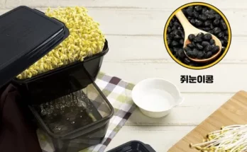 가성비최고 제주콩나물 재배 세트  추천상품